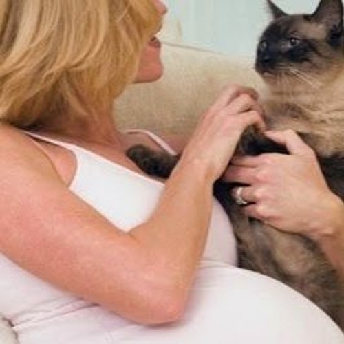 Apakah memelihara kucing berbahaya bagi Ibu hamil?