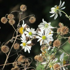 Ku Tak Sanggup Lagi - Rossa (Saxophone Cover)