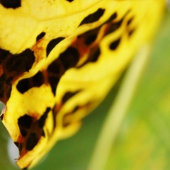 the unforgiven.etc /anTana