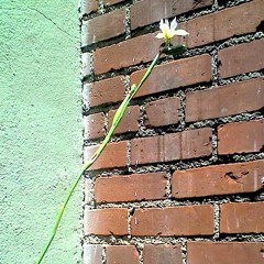 Graffiti - Final Chapter