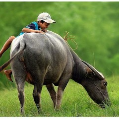 Nhớ Gia Đình - Lê Bảo Bình