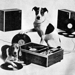 The Dog We Never Had