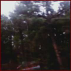 (((( Japonica ))))