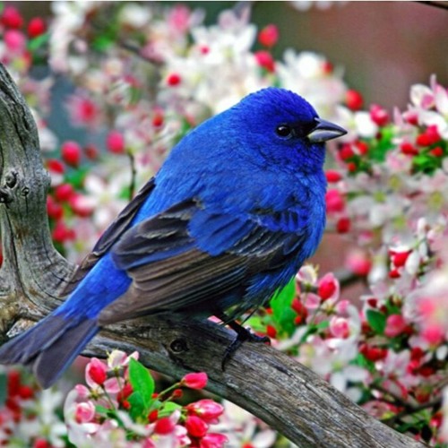 blue canary