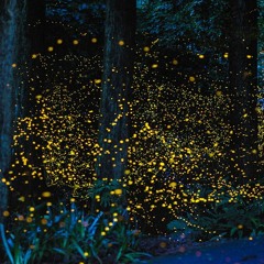Fireflies (ft.Maiya Hershey)