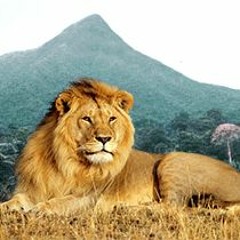 Ljónið Og Fjallið