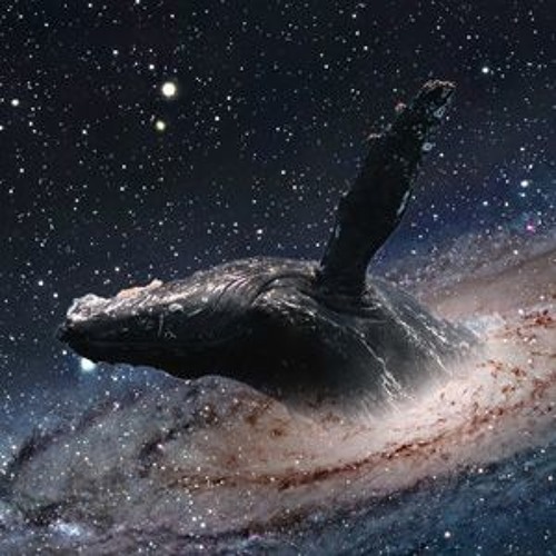 Spaced Whale Spice