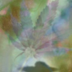 EXP 051