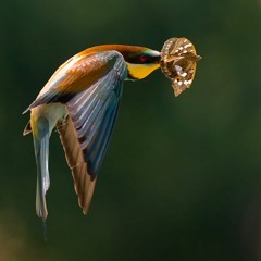 European Bee Eater