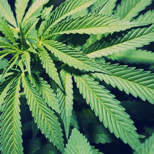 2Pac & Game - "Weed" (2015)