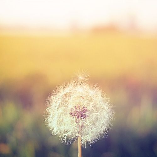 A Wish(Royalty Free Music)