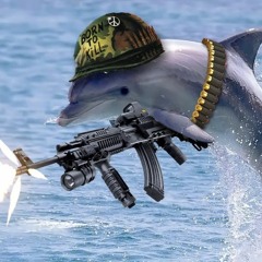 War Dolphins