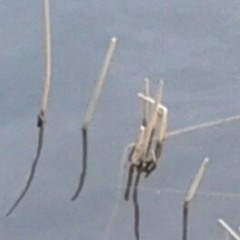 Hun Syngur Lágt (She sings softly)