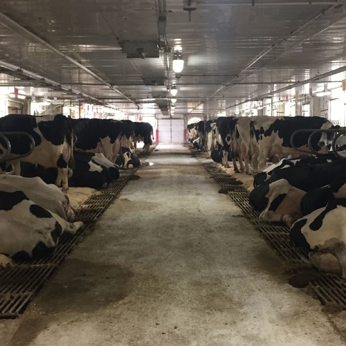 Stream UWMadison Dairy Cattle Center Manager on Waste Management by