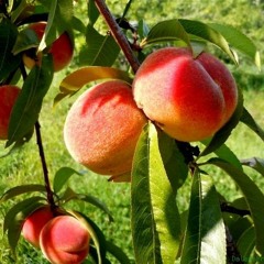 Peach Fuzz(featuring Otis on the sax) [prod. MF DOOM]