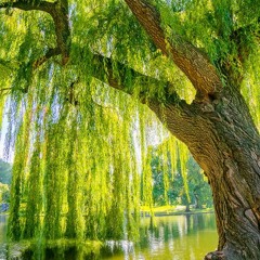 Light Shines Through