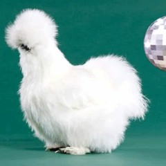 POLLO
