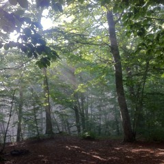 Beech Forest Song - D&R Ambiences
