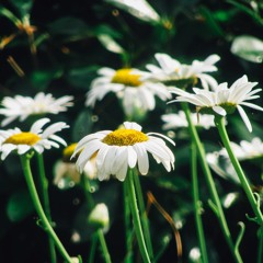 القارئ المتألق معاذ عسال من سوره ال عمران