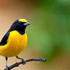 Bird Sound