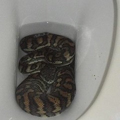 Yikes! The stuff of nightmares - a snake in your toilet!