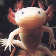 "Axolotl" Mix