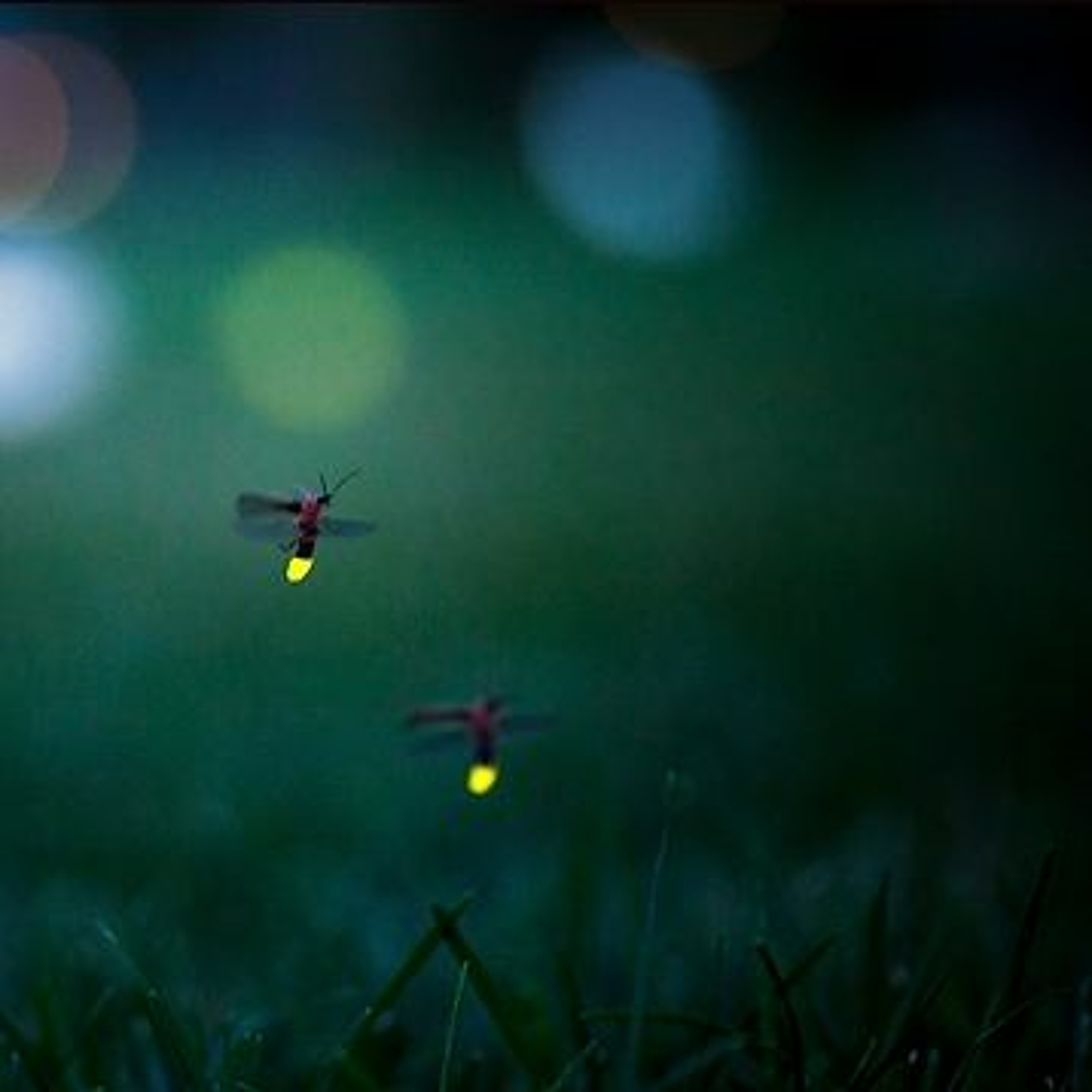 Fireflies episode artwork