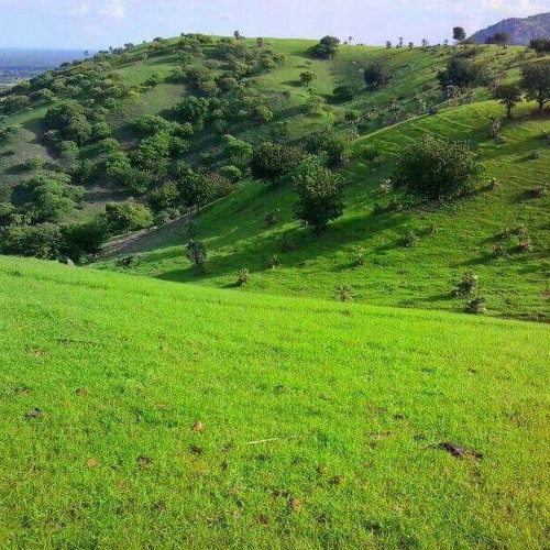 عقد الجلاد _ايدينا ياولد