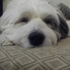 CONVALESCE (Acoustic)