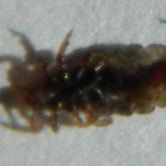 Sc Tarafından Hor Görülen Bit