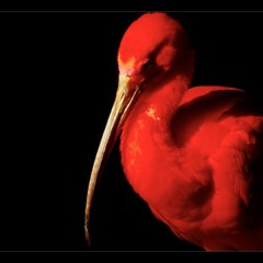 Keith Cam - Scarlet(Original Mix)