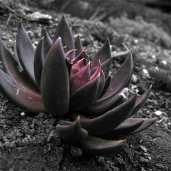 Patrycja S. - Black Lotus (Original Mix)Free DL