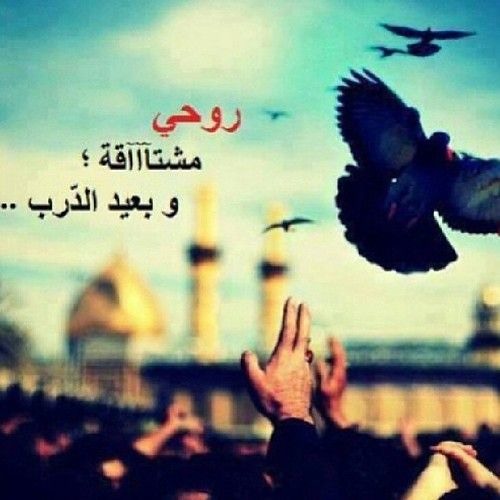 افراح ال البيت .