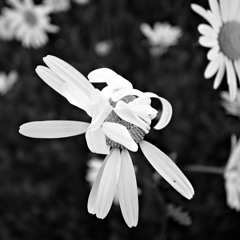 GIRLFRIEND MATERIAL - Demo