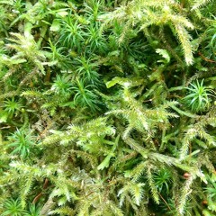 Guitar Improvisation #2