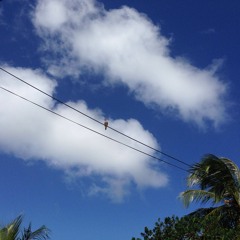 Doves in the distance at Barbados
