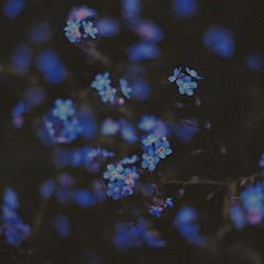 blue. flowers