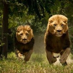 Aint Gotta Like Me - Tipsy & Aziz Leo Dog - Produced by Face Eastwood