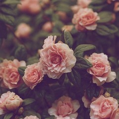 Roses (The Chainsmokers Acoustic Cover)