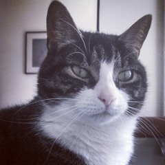 Cat is Man's Best Friend