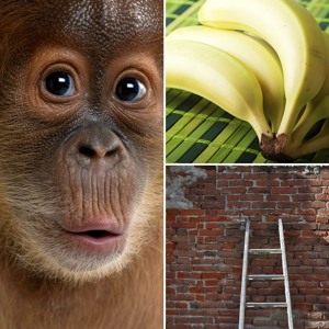 Hogyan írja le társadalmunk működését 5 majom, 1 létra és 1 banán?