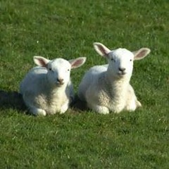 Strings For Two (A Lullaby)