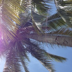 Palm Groove