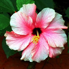 Sweet Dream - Greg Laswell (Reese West Cover) FREE DOWNLOAD