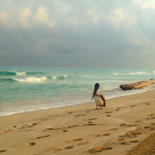 Dave Olsen performances