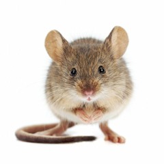 The Mouse