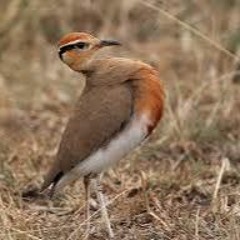 Temminck's Courser