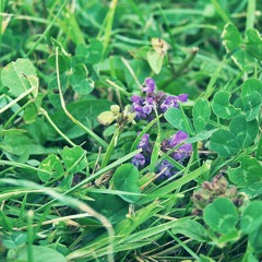 Die Felder~Jules Cachecoeur