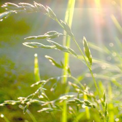 The Righteous Light Going Through The Life-Giving Rain