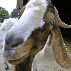 Auf Da Oim Feat. De Larch (Schmoiz Mix)